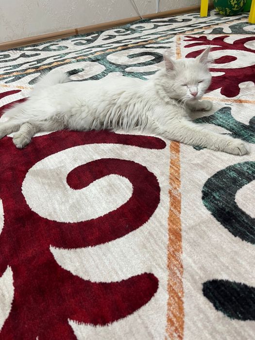 Отдам кота в добрые руки