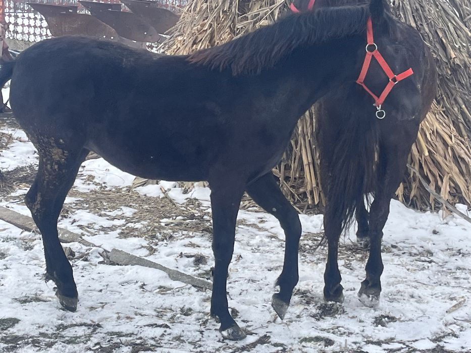 Vand carlana de 9 luni