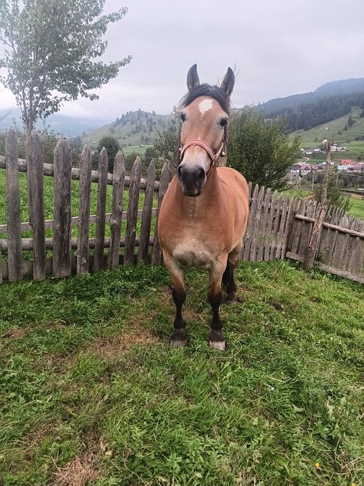 Cal de vânzare 4 ani