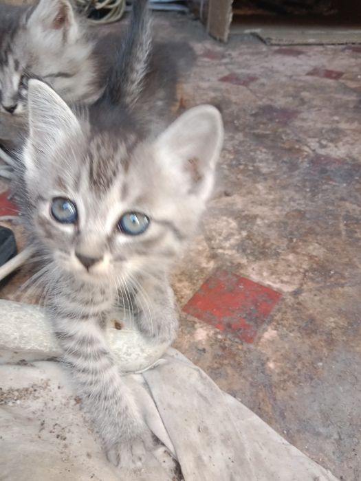 Котята котята котята !