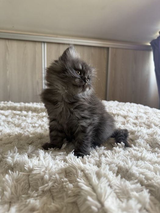 British longhair