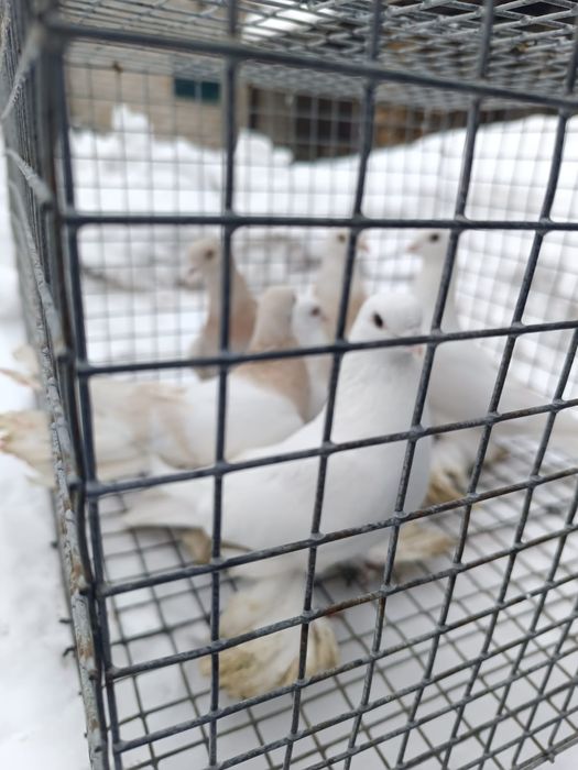 Продам голубей домашних