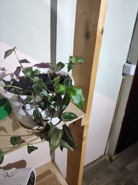 Комнатные цветы( 1.5 года)