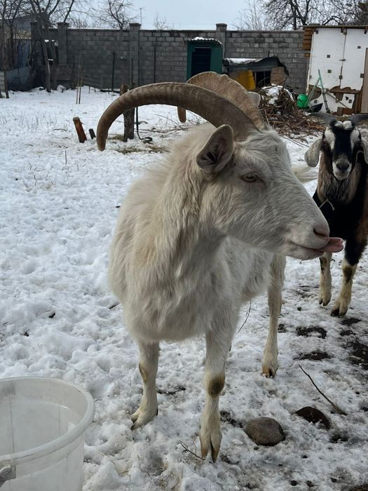 Срочно!!! Дойная зааненская коза