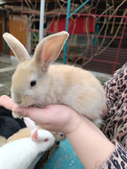 Кролики продам!!!