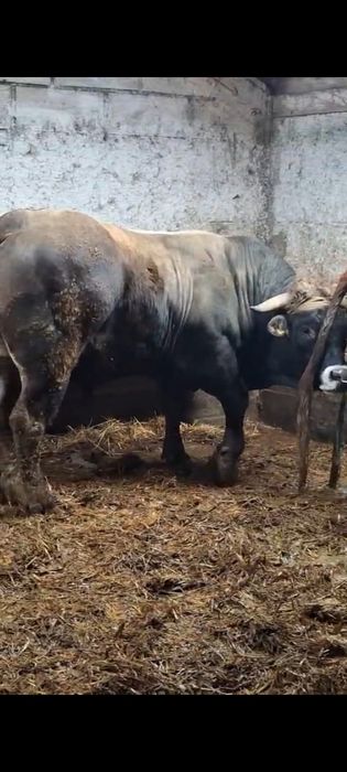 Taur Aubrac de vânzare