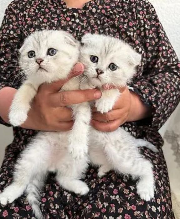 Шотландские котята малыши