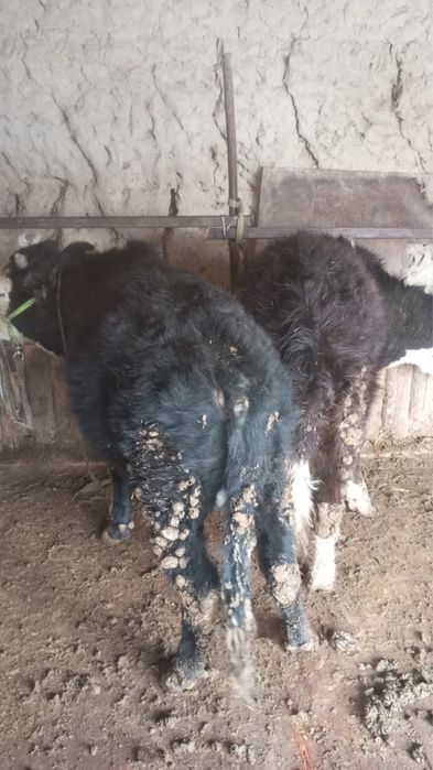 Баспактар ұрғашы мен еркек