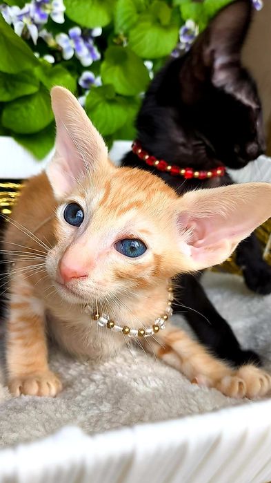 Эксклюзивные Ориентальные котятки