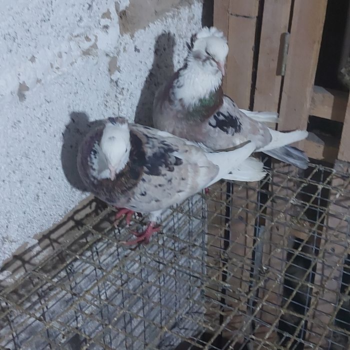 Челкар белагаловый чубати пара