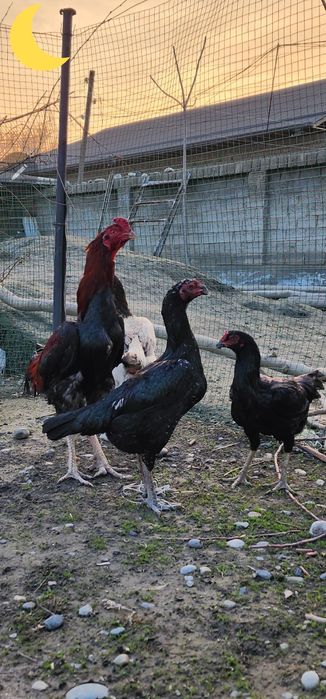 Дакан Карейский  тухуми сотилади  20 000