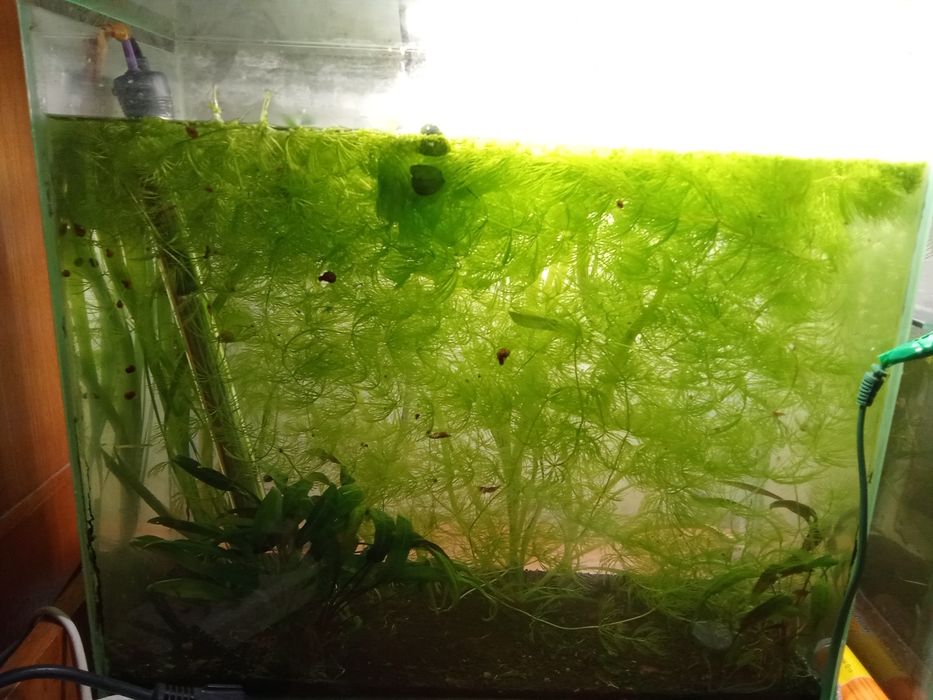 Аквариум аквариум