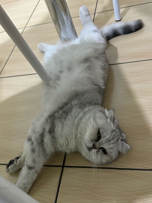 Ищем кота,красивого!Тараз