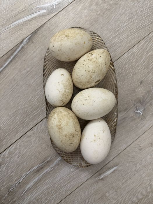 Инкубационные яйца гуся Линда