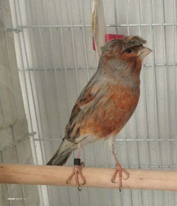 Канарейки самцы. Пающий.продается.