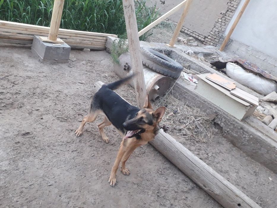 Nemis afcharka kuchuk