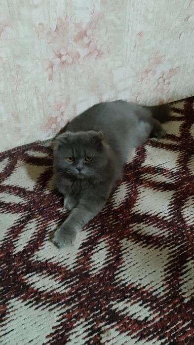 Skotsh foold parodali erke mushu sotiladi srochna toza boqilgan