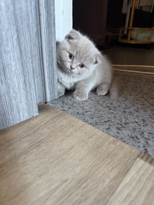 Продам шикарных котят