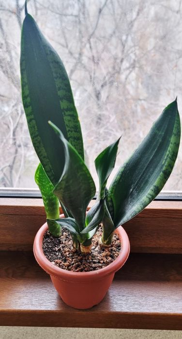 Комнатные растения от 1000