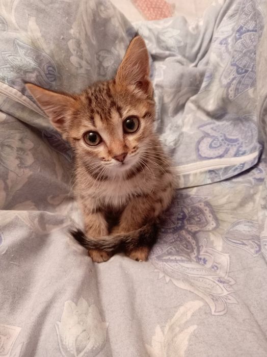 Отдам котёнка в добрые руки