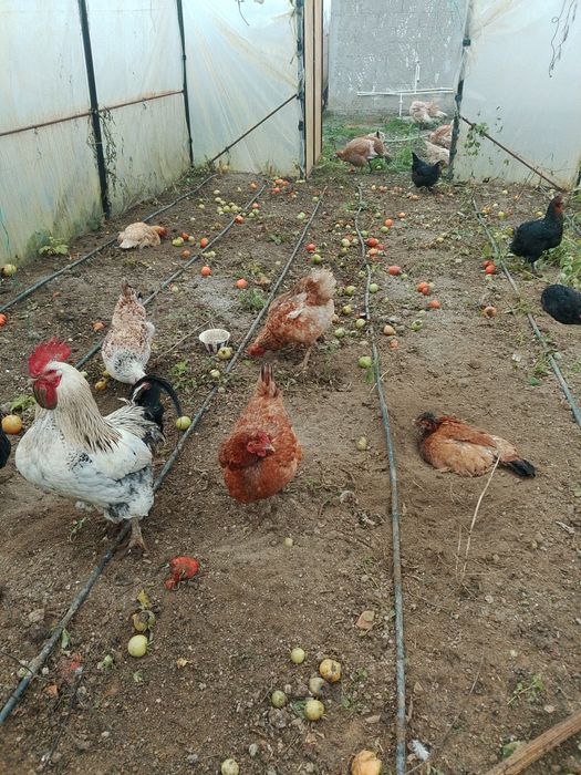 Vand găini crescute bio