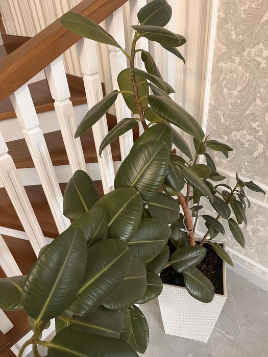 Продам фикус 25 000 тг