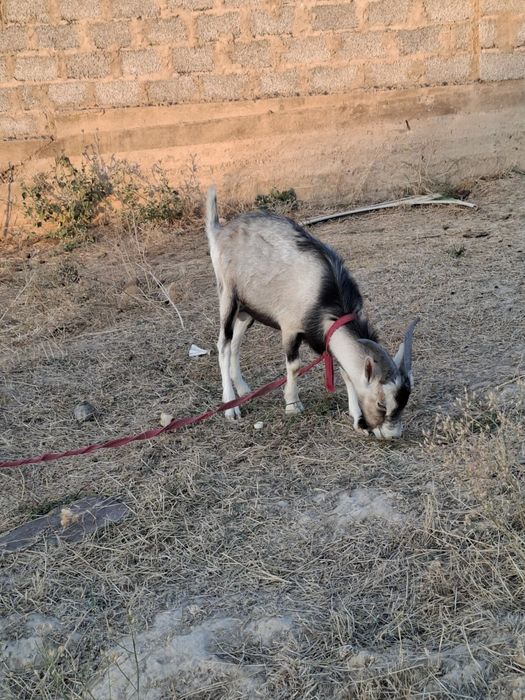 Англо нубиский коза