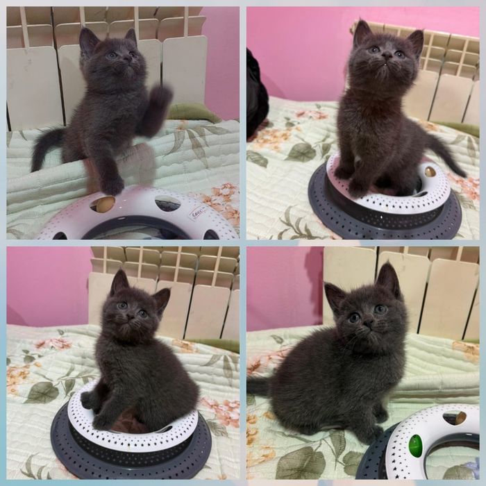 Британский котёнок девочка 1,5 месяцев