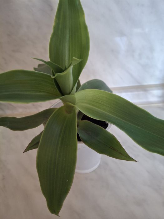 Золотой. УС. Лечебный