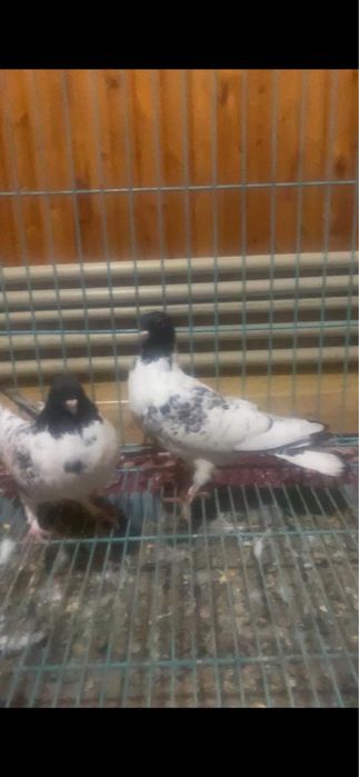 Головастики черноголовые