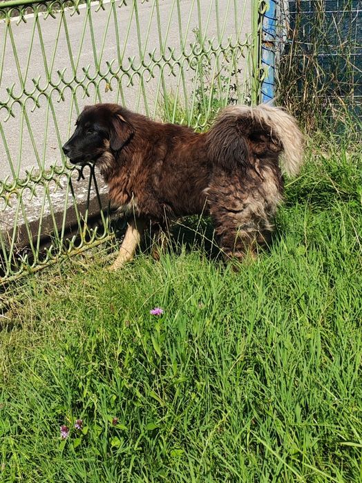 Mastiff Tibetan femelă