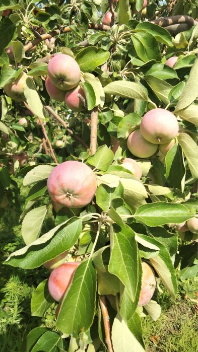 Продается дача на Курилкино, с/о Химик