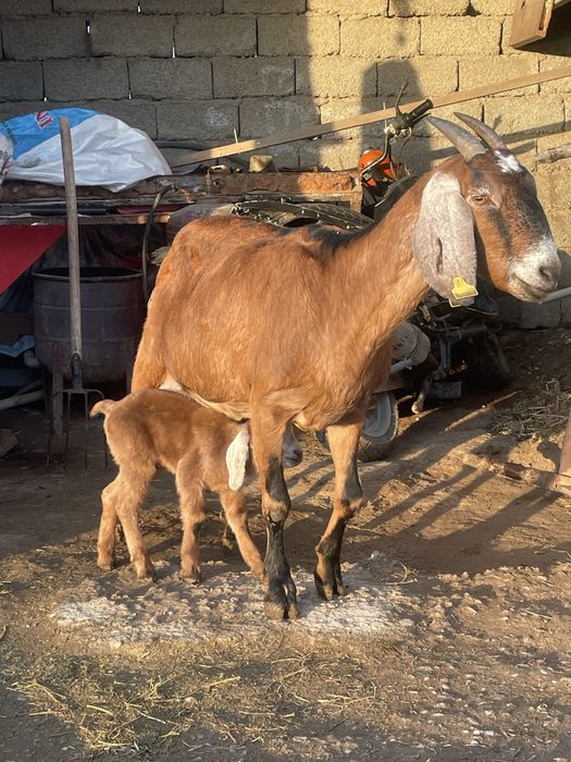 таза канды нуби