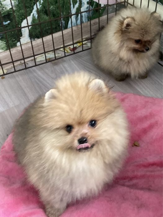 Шикарные шпицушки