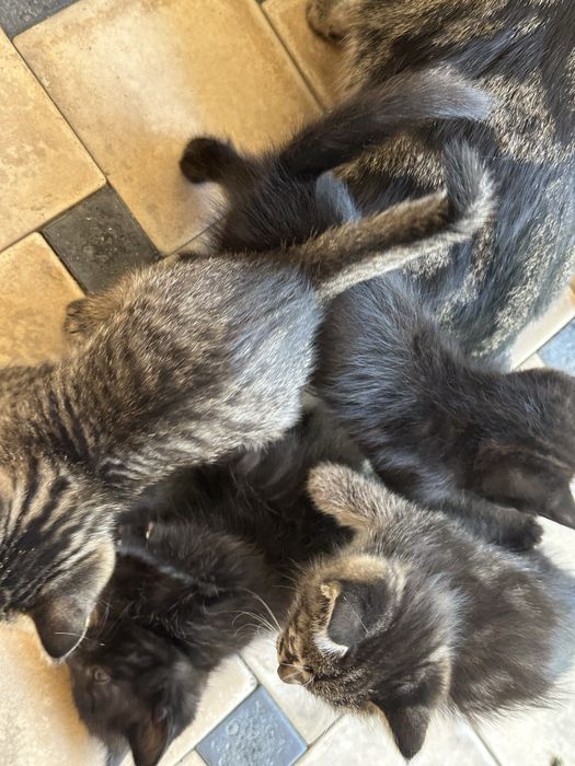 Котята ищут любящих хозяев