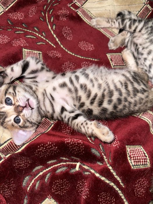 Продам бенгальских котят