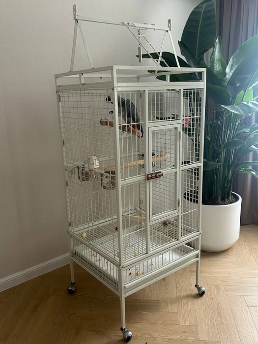 Попугай Жако (окольцованный)