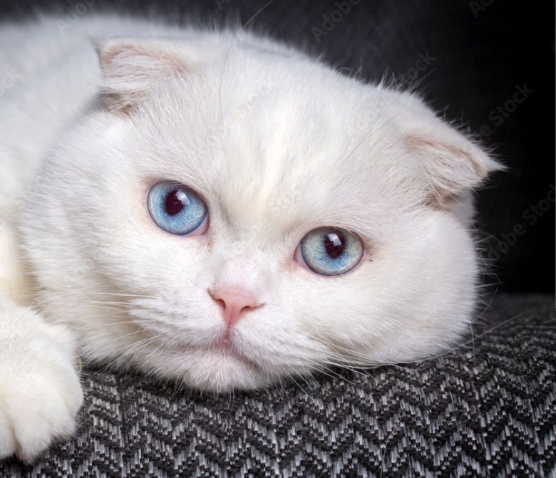 Котята Белые Вислоухий Скоттиш Фолд