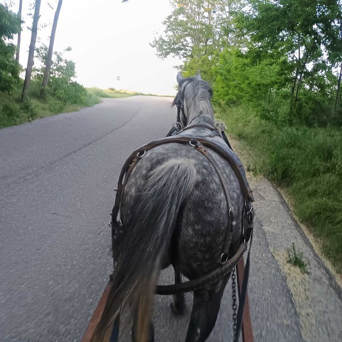 Vând iapă sură la preț de 9000de lei