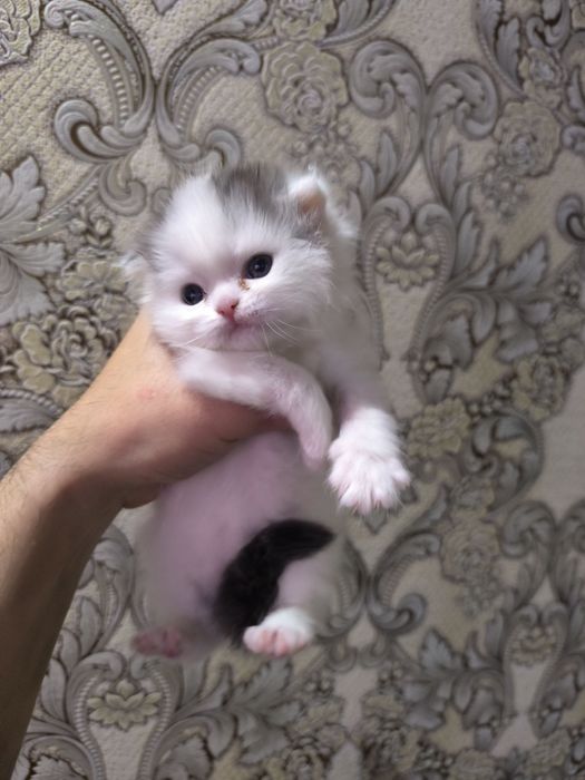 Вислоухие котята