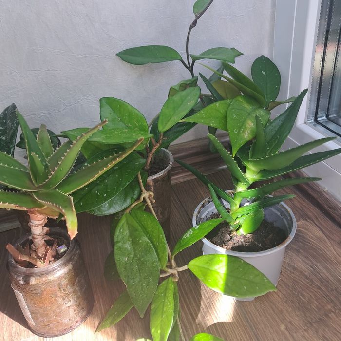 Стайни цветя ходя и алое