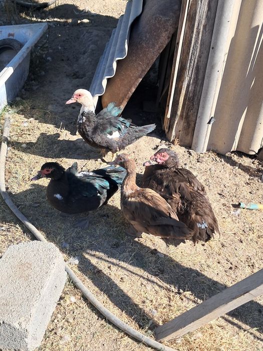 Уйрек утка индаутка