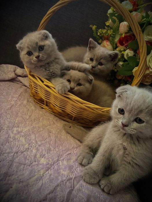 Малки клепоухи пухчета