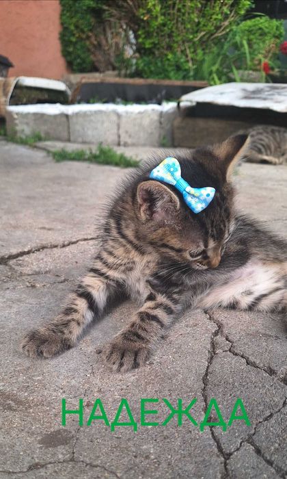 Подаряват се котенца