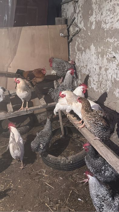 Қораз сатылады.