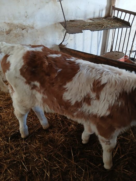 Vând taurasi si vitele preintarcati