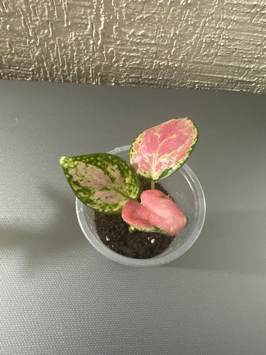 Продам цветы комнатные растения