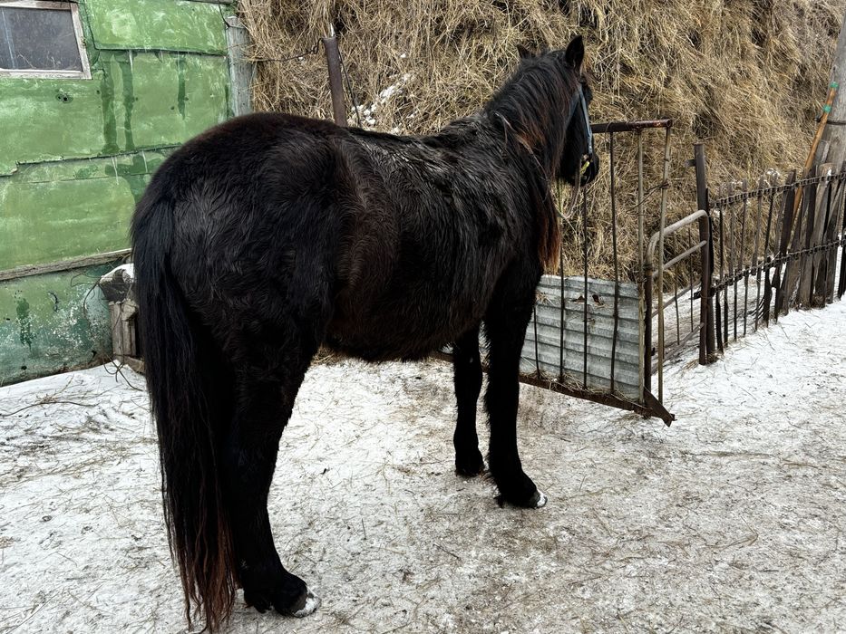 Жеребец 3х летка