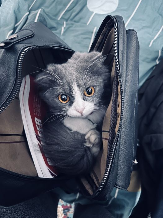 Продаётся кошка породы Хейланд Фолд