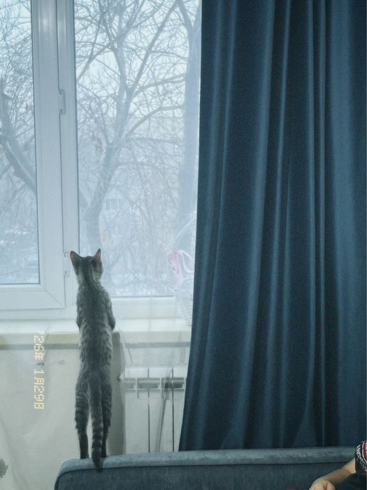 кот,бесплатно алматы